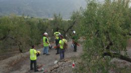 xylella arranque almendros
