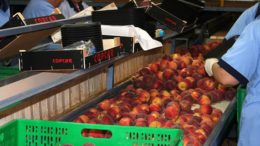 integración de cooperativas agroalimentarias