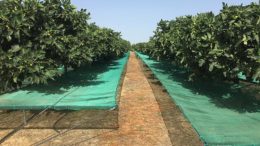 higuera en superintensivo