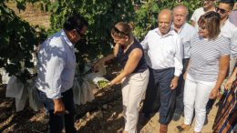 uva de mesa embolsada del Vinalopó