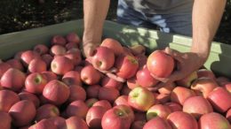 pink-lady-cosecha-2018-2019