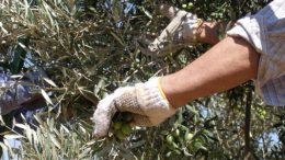 aceituna