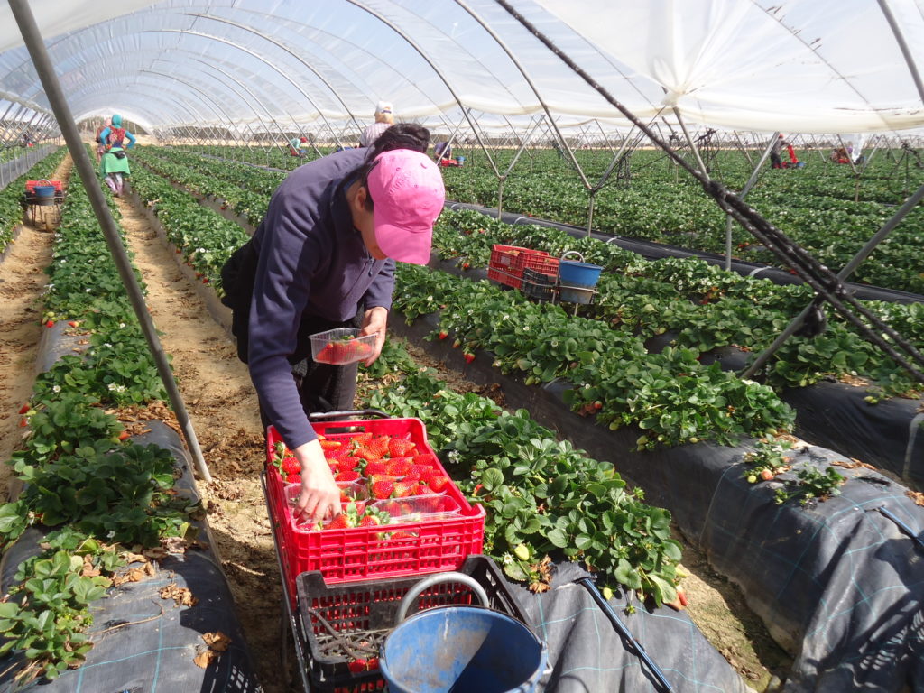 fresas Huelva
