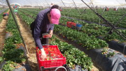 fresas Huelva