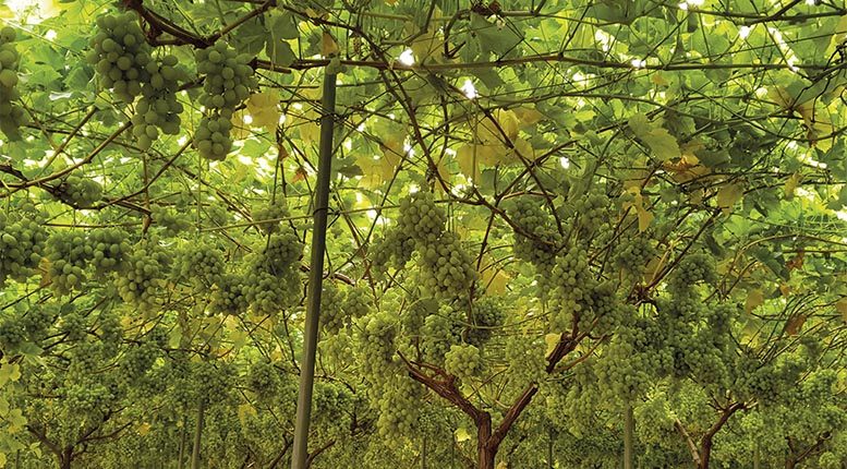 Grape Attraction