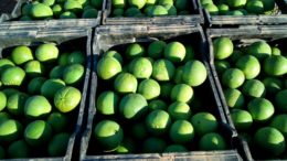 Recolección navelinas verdes