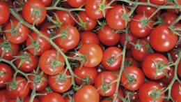 producciones hortícolas de Andalucía