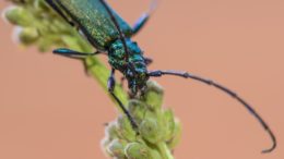 escarabajo Aromia