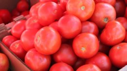 Andalucía tomate