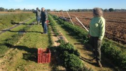 plantas medicinales y aromáticas