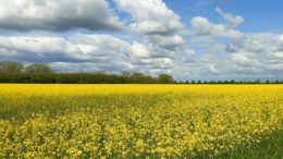 semillas oleaginosas