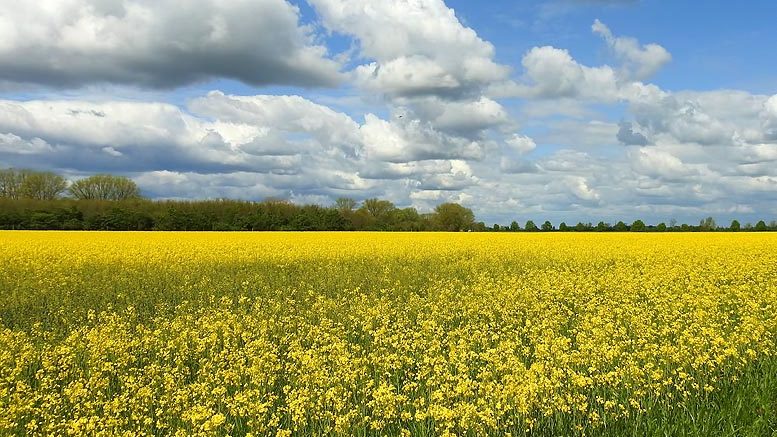 semillas oleaginosas