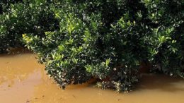 agricultura valenciana