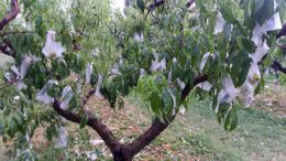 daños en el campo español