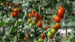 precio medio de la tierra agrícola