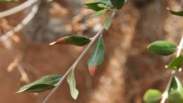 xylella