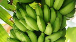 plátano