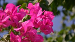 planta ornamental