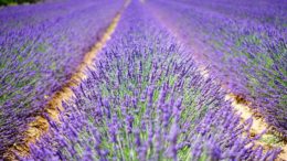 lavanda