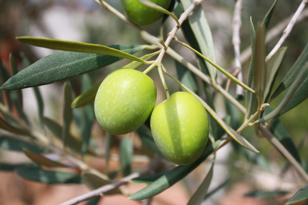 aceite