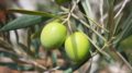 aceite