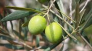 aceite