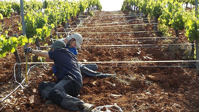 cultivos vitivinícolas