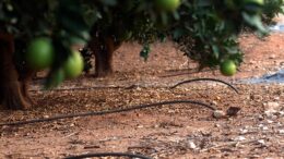 comunidades de regantes