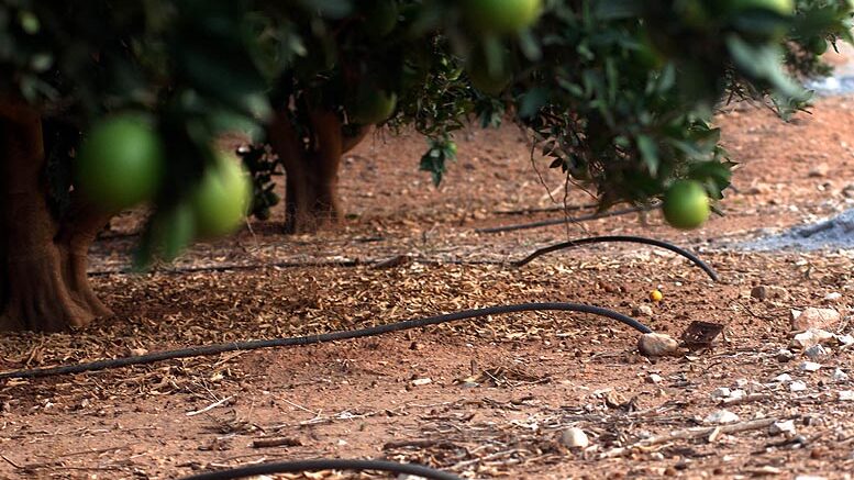 comunidades de regantes