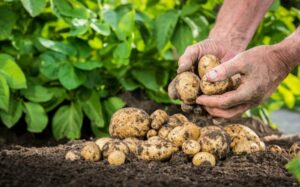 renta agraria 2018