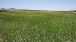 sector agroalimentario