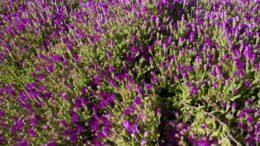 flores y plantas vivas