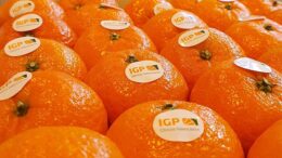 Cítricos Valencianos