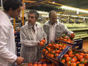 mandarina