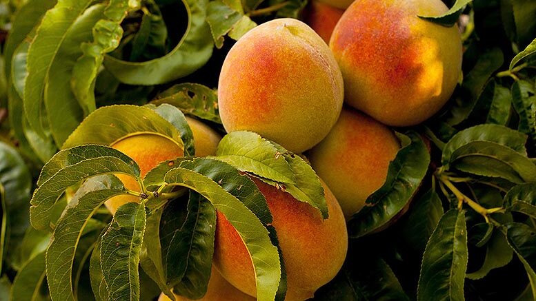 melocotón y nectarina