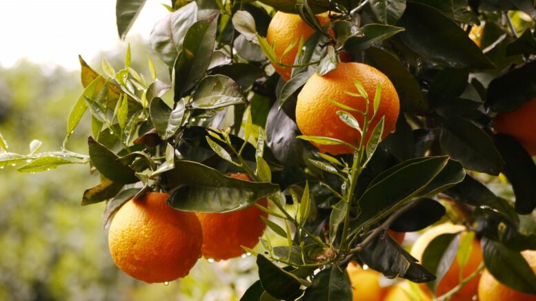 Presupuestos generales del Estado