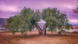 Xylella