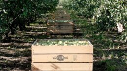 DOP Peras de Rincón de Soto