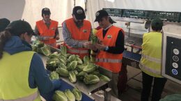 plataformas hortícolas