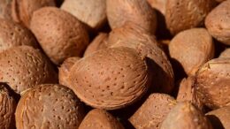 cáscaras de almendra