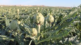 X Symposium Internacional de la Alcachofa