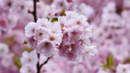 cerezo
