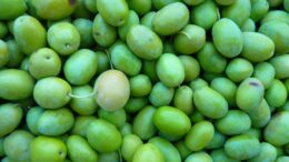 aceituna