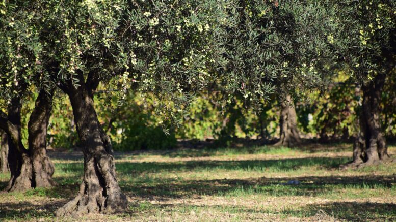 Olivo aceituna