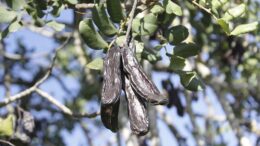 algarroba