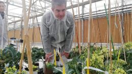 mejora genética de semillas