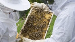 apicultura abejas