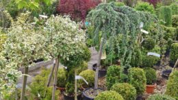 Planta ornamental
