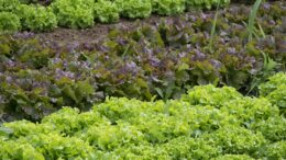 huerto hortalizas verduras
