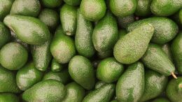 aguacate mexicano